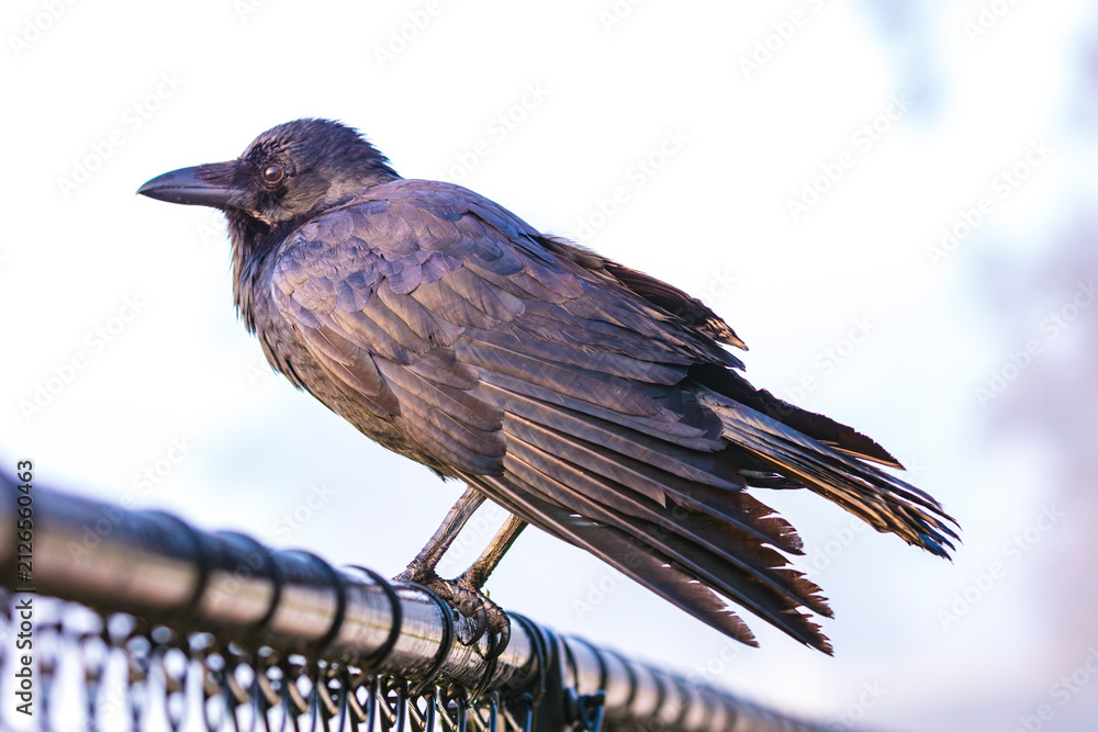 Obraz premium Photograph of an Australian Raven bird standing on a wire fence at a local sporting ground on a foggy and misty morning in Penrith in New South Wales, Australia