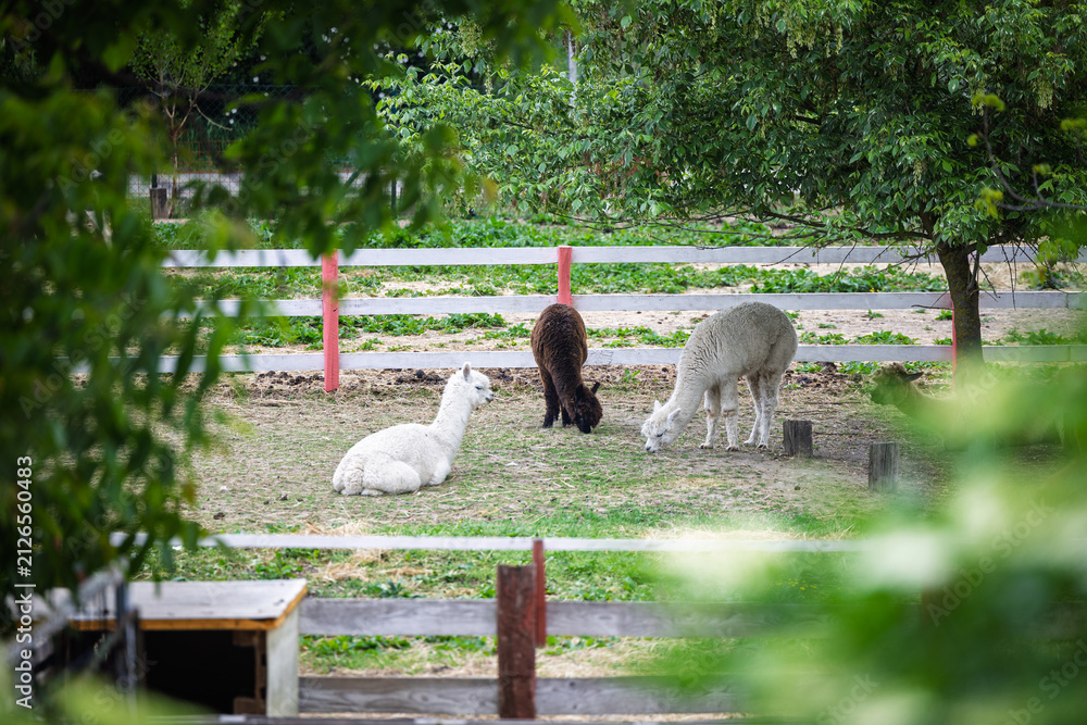 Naklejka premium Three Alpacas Grazing and Resting in a Sunny Farm Paddock With Green Trees and Fence