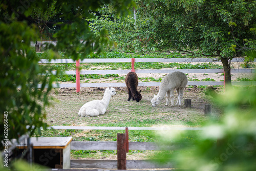 Quadro su tela Three Alpacas Grazing and Resting in a Sunny Farm Paddock With Green Trees and F