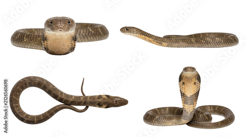 Konstfotografi King cobra snake poses set isolated on transparent background