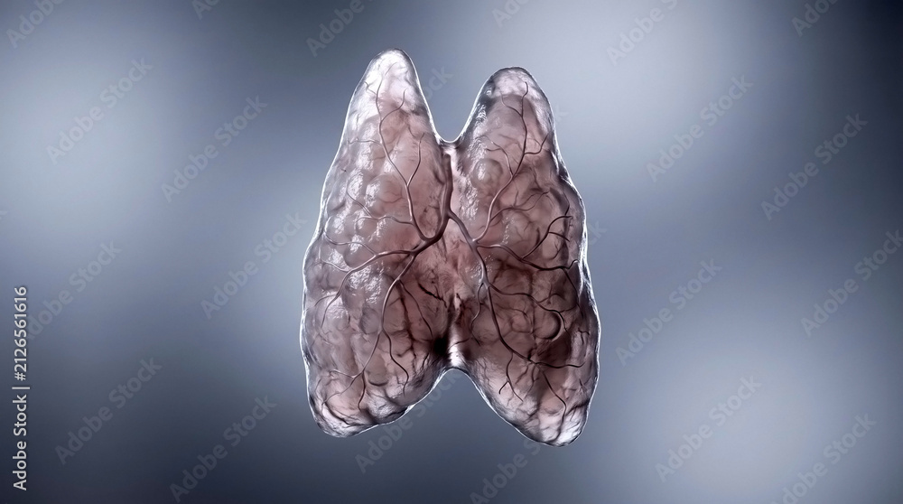 Naklejka premium Biological representation of human thyroid gland with vascular network endocrine physiology