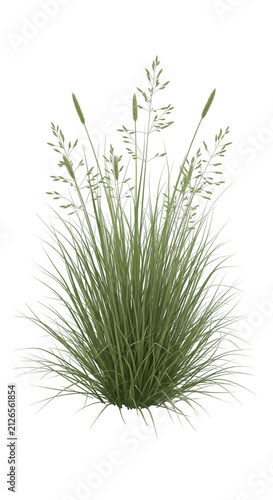 A single clump of green meadow grass with thin blades and tall delicate seed heads standing upright as a natural botanical element for garden design and landscape projects