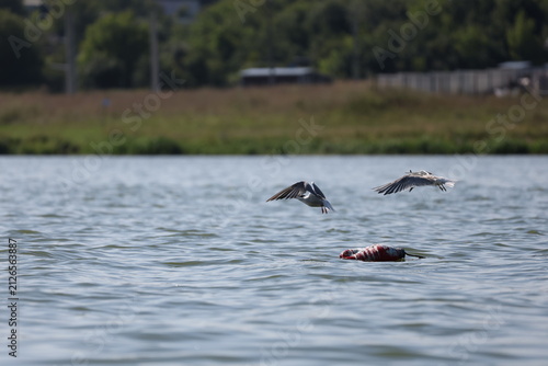 Foto Common tern chasing another bird away from a floating buoy