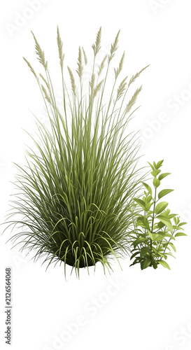 A small green wild grass plant and a tiny bush growing together in a natural environment perfect for landscaping designs and outdoor garden nature projects or spring season themes