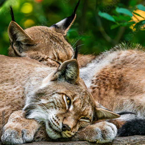 Photography Eurasian lynx pair resting together in green forest