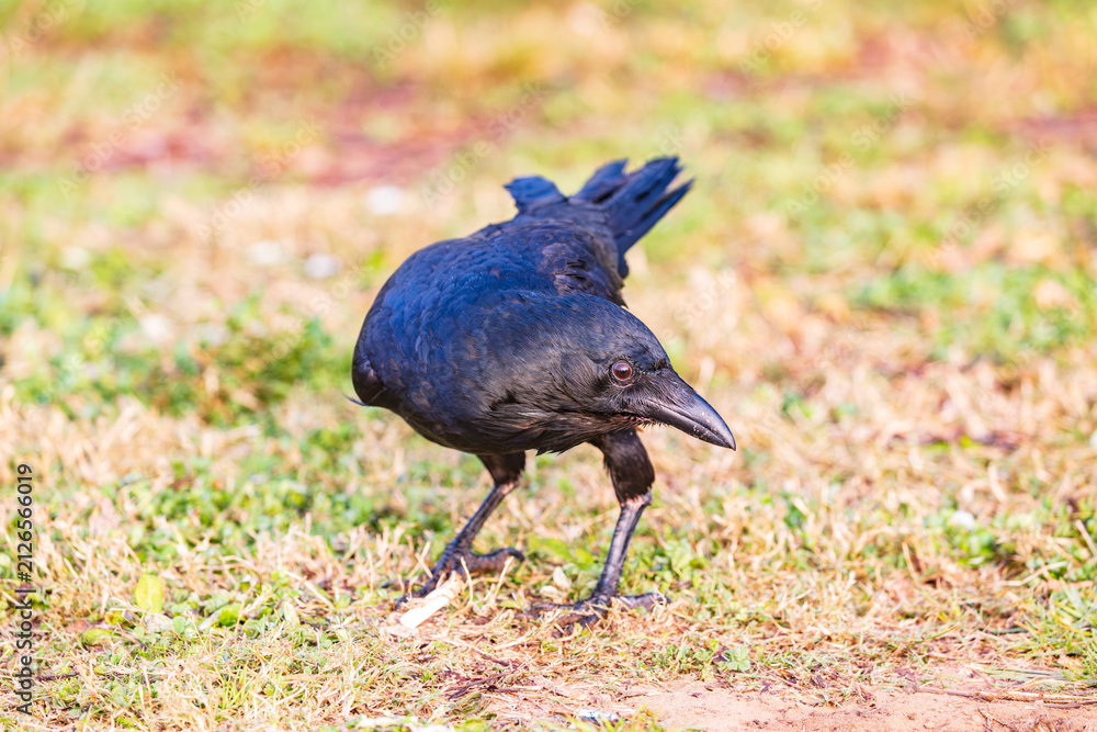Obraz premium Photograph of an Australian Raven bird foraging for food on a grassy field near a local sporting ground on a foggy and misty morning in Penrith in New South Wales, Australia
