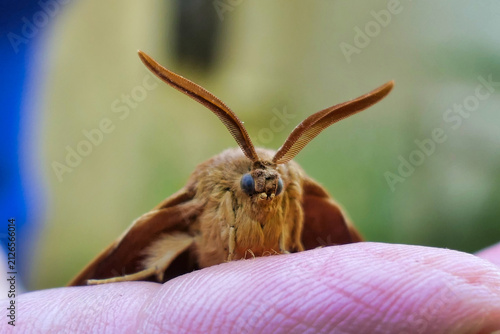 Картината върху платно Male Oak Eggar Moth (Lasiocampa quercus) grasping onto a finger
