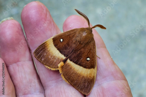 Картината върху платно Male Oak Eggar Moth (Lasiocampa quercus) grasping onto a finger