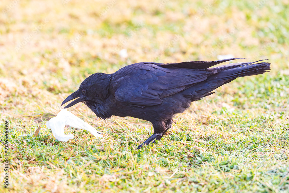 Obraz premium Photograph of an Australian Raven bird foraging for food on a grassy field near a local sporting ground on a foggy and misty morning in Penrith in New South Wales, Australia