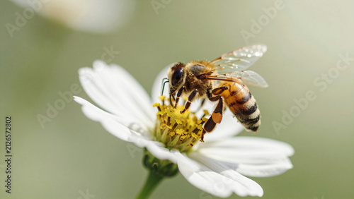 Honey bee hovering near white flower collecting nectar