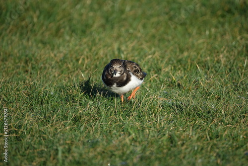 the ruddy turnstone (Arenaria interpres) a winter visitor to the UK coast