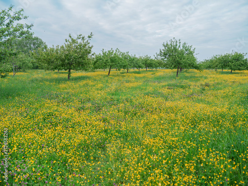 Obraz na plátne A high-stem orchard with buttercups and fruit trees stretches under a cloudy spring sky