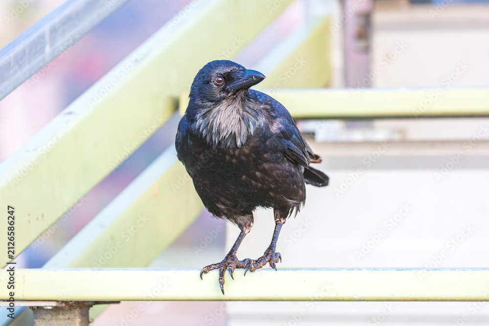 Obraz premium Photograph of an Australian Raven bird standing on a steel railing in a small grand stand at a local sporting ground on a sunny day in Penrith in New South Wales, Australia