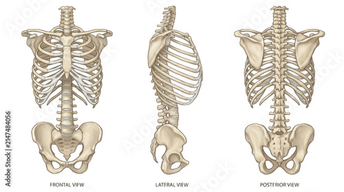 Human rib cage and spine anatomy in frontal, lateral, and posterior views isolated on transparent background