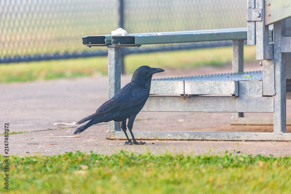 Naklejka premium Photograph of an Australian Raven bird foraging for food on a grassy field near a local sporting ground on a foggy and misty morning in Penrith in New South Wales, Australia