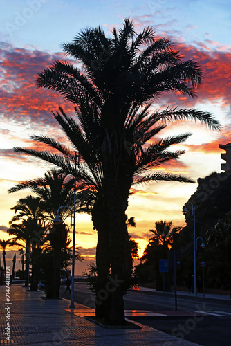 palm trees at sunset	