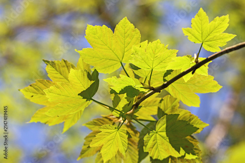 Green leaves in the spring