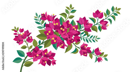 Pink bougainvillea branch illustration on white background.