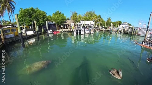 Wildlife Exploration: 4K View of a Young West Indian Manatee (Trichechus manatus) Swimming Near Docks at a Marina in Islamorada, Florida