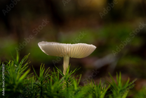 mushroom in the forest