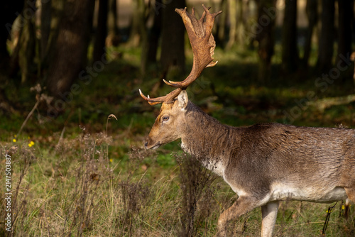deer in the woods