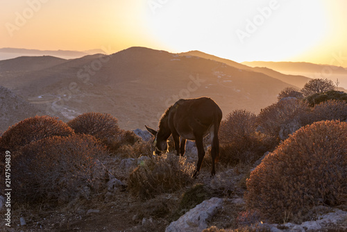 donkey on Greek Island Folegandros