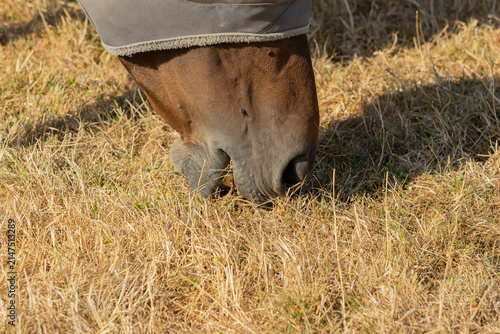 фотографія Horse grazing drought-affected pasture during summer