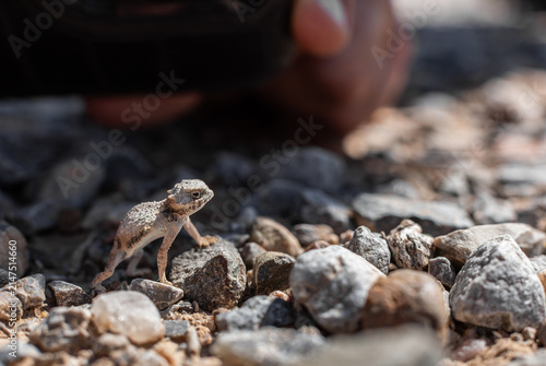 Hatchling round-tailed horned lizard from Petroglyph National Monument - Albuquerque, New Mexico 