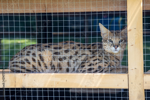 Savannah F1 HP cat relaxing