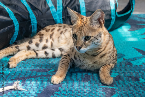 Beautiful Savannah F1 HP cat resting outdoors
