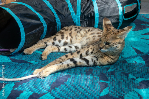 Beautiful Savannah F1 HP cat resting outdoors,
