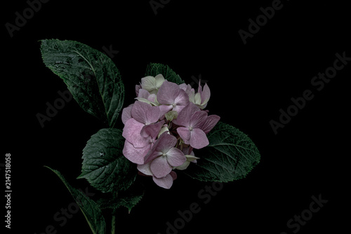 Close up purple hydrangea bloom on a black background, dramatic floral composition, copy space