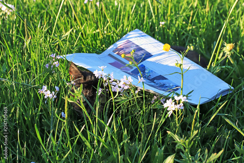 Lustiges Foto von einer Katze die sich unter einer Zeitung versteckt
