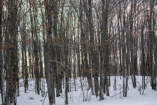Silent Staccato of Winter Wood - Dense Deciduous Forest with Fresh Winter Snow