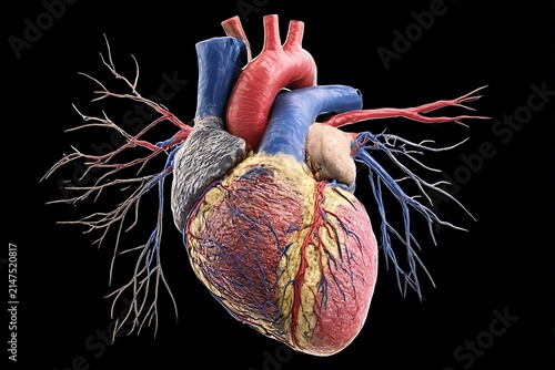 Detailed anatomical illustration of a human heart