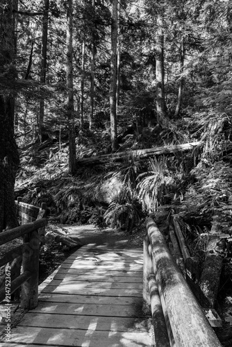 black and white Wooden footbridge crossing a stream in a green forest. Scenic view of nature. Concept of a peaceful journey in a quiet, mysterious wilderness landscape