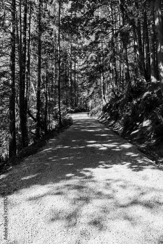 black and white Large trees next to gravel road through the forest park in Capilano River Regional Park