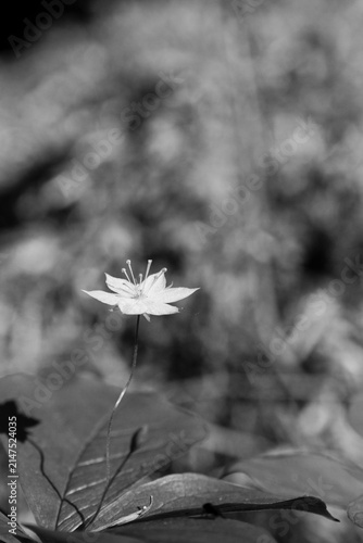 black and white Lysimachia latifolia herb close up flower in forest environment