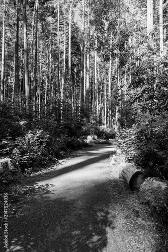 black and white pathway trail through lush green forest with sunlight filtering through trees