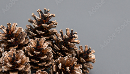 A group of dry pine cones arranged neatly on a plain gray background