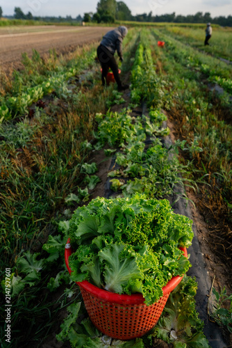 Harvest basket of fresh lettuce in field at Michigan vegetable farm