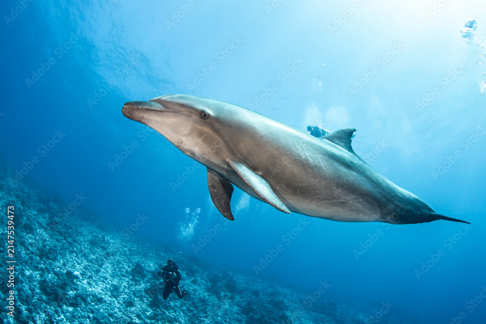 Naklejka premium Bottlenose dolphin swimming near the surface, French Polynesia.