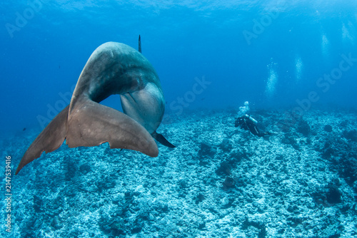 Bottlenose dolphin swimming near the surface, French Polynesia.
