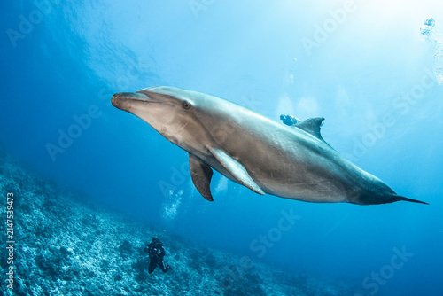 Bottlenose dolphin swimming near the surface, French Polynesia.