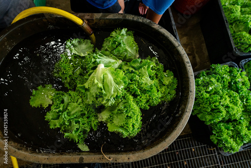 Fresh lettuce soaking after harvest on Michigan vegetable farm