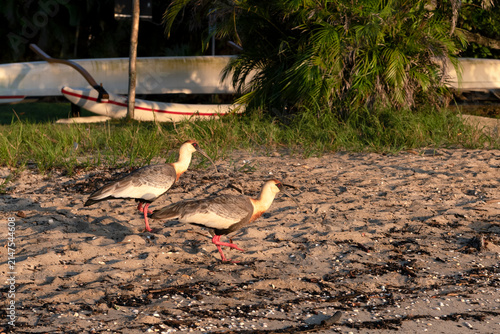 Pair of Curicaca or buff-necked ibis, also known as the white-throated ibis on the beach