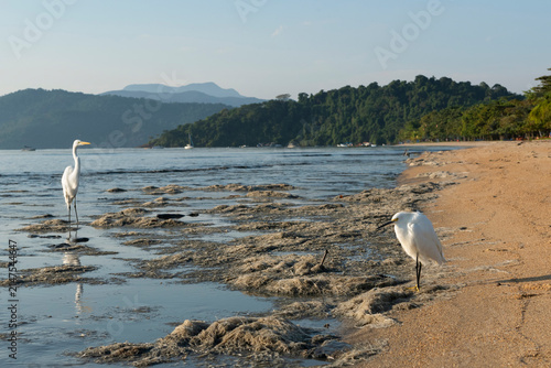 Snowy egret (right) and common egret (left) on muddy beach covered in dead seaweed