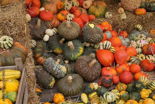 Colorful ornamental gourds and pumpkins arranged on hay autumn harvest display