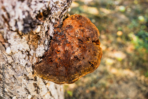 фотографія A mushroom growing on a tree