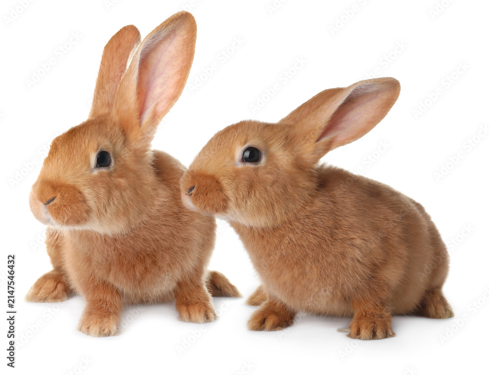 Obraz premium Two cute fluffy bunnies on white background